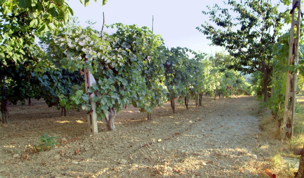 Belvedere Cramaccioli Vigne Luaran gambar